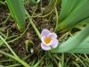 pomlad (5)
