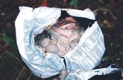 Živalski odpadki, odvrženi 17. januarja letos. (Foto: arhiv; J. B)