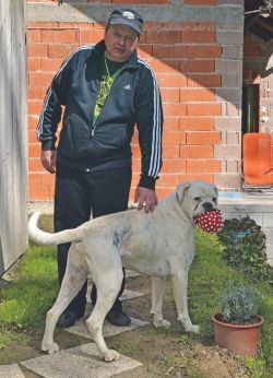 Sandi je vesel, da mu je sin priskrbel psa, sprehod okoli hiše s štirinožnim prijateljem ga namreč najbolj pomiri.