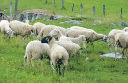Po Beli krajini se pase premalo ovc, zato primanjkuje tudi jagnjet. (Foto: M. B.-J.)