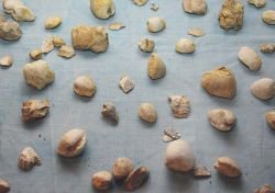 Okamnele kamenjške školjke
