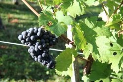 DL: Vinogradništvo in vino v Beli krajini že v prazgodovini