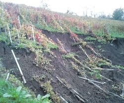Drseči spodnji del Kuharjevega vinograda (na fotografiji) je do skrajnosti zategnil žice na vrhu vrste. (Foto: Matej Kuhar)