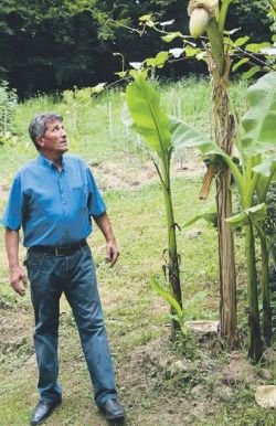 Aki Doličanin je zelo ponosen, da mu je uspelo vzgojiti banano. (Foto: M. Ž.)