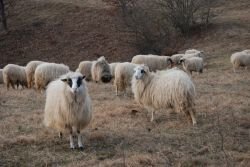 Potrebujemo pomoč: Ušle so nam ovce; ste jih videli?