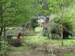 Bine Likar, Mateja Žvab in Davor Papež so tudi še ta teden čistili drevesnico.