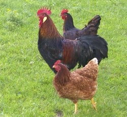 Jajca kokoši pasme šentjernejski petelin so zaradi petelina Gallus barholomaeus in proste reje bolj zdrava kot jajca kokoši v intenzivnih rejah. (Foto: L. M.)