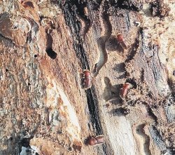 Smrekov lubadar je še vedno največja varnostna grožnja našim gozdovom.