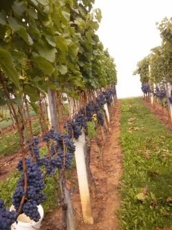 Priprave na trgatev 2017 - kako dozoreva naše grozdje