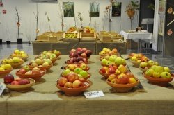 Razstava sadja v Semiču - na ogled tudi danes, jutri in v nedeljo