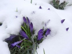 Vaše fotke: Pomlad pod snegom