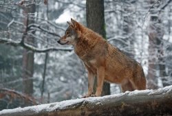 Volk je zver, ki se je bomo morali znova navaditi. (Foto: Miha Krofel)