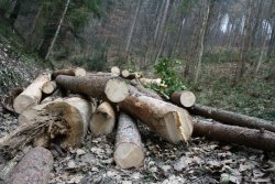 Iz slovenskih gozdov bodo morali odstraniti več kot dva milijona kubikov drevja. (Foto: M. L.)