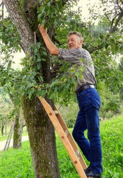 Carjevič leta 2019 – najskrbnejši lastnik travniškega sadovnjaka je Franc Lupšina