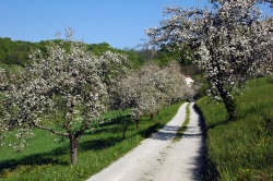 Drevored visokodebelnih tradicionalnih jablan vodi do domačije. (foto: Barbara Ploštajner)