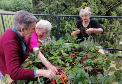 V DSO Črnomelj stanovalci v gredicah gojijo svoje jagode. (foto: DSO)