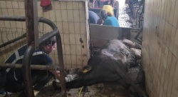 FOTO: Zahtevno reševanje krave iz gnojne jame