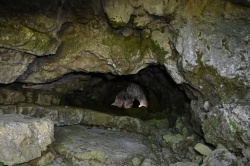 Slikovit vhod v jamo (Foto: A. Hudoklin)