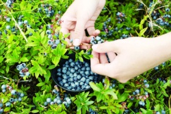 Modri sadeži so pravi zdravstveni čudež