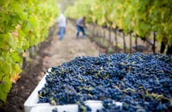 Poziv vinogradnikom – prijava pridelka grozdja in vina