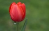 Rdeči tulipan (foto: Mojca Golob)