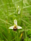 _Divje orhideje na suhem travniku (cebeljeliko macje uho)_foto Ema Jevsnik