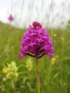 _Divje orhideje na suhem travniku (piramidasti pilovec)_foto Ema Jevsnik