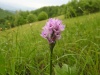 _Divje orhideje na suhem travniku (trizoba kukavica)_foto Ema Jevsnik