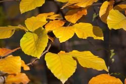 FOTO: Jesen v pisanih barvah
