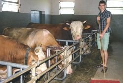 Reja 25 govejih pitancev je za zdaj za Lekšetove dovolj, saj so prav vsi člani družine še v službah. (Foto: L. M.)