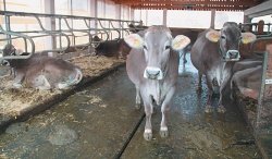 DL: Kmetija Kukenberger - Z novo sirarno hitrejša in lažja predelava mleka