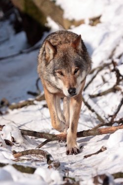 Volka so lani večkrat videli tudi na Gorjancih. (Foto: Miha Krofel)