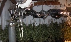 Policisti so med hišno preiskavo odkrili prirejen prostor za gojenje konoplje. (Foto: PU Novo mesto)