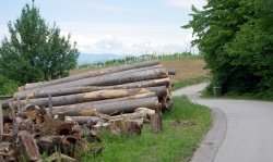 Gospodarjenje z gozdom seveda pomeni tudi sečnjo. Hlodi lesa ob cesti proti Javorovici.