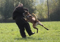 Policijski psi opravljajo splošne in specialistične naloge.