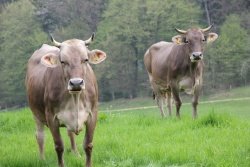 Ekološko zrejeno govedo vse prevečkrat konča v prodaji kot konvencionalno meso. (Foto: B. D. G.)