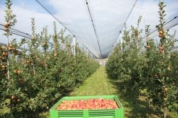 Tudi če so jablanovi nasadi zaščiteni z mrežo, še ne pomeni, da je pridelava jabolk v Sloveniji varna. (Foto: B. D. G.)