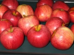 Jabolka, bleščeča in lepa (Foto: B. D. G.)