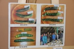 Poskus s kumarami na biodinamični kmetiji Černelič v Dečnem selu pri Artičah