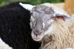 V Semiču 25. razstava ovc in koz