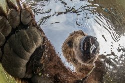 ‘’Bear from underwater’’ (foto: Mikhail Korostelev) - z razstave Magična narava