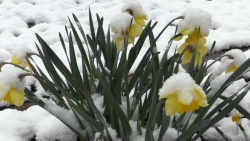 VIDEO&FOTO: Prišla je pomlad ... in zima