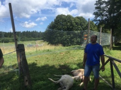 Kljub ograji je Cvetu Štimcu iz Željn avgusta lani trop volkov pokončal najmanj 20 ovac.