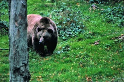 Medved (Andrej Hudoklin)
