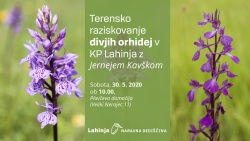Terensko raziskovanje divjih orhidej v KP Lahinja z Jernejem Kavškom