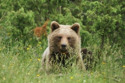 5-zvezdično doživetje: "Opazovanje medveda v njegovem življenjskem okolju" 