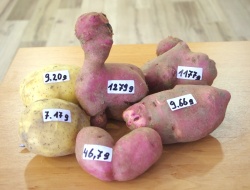 FOTO: Tudi pameten kmet ima lahko debel krompir