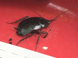 Črni ščurek