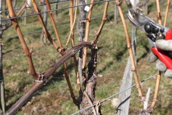 Zimska rez vinske trte (Foto: Društvo vinogradnikov Sevnica-Boštanj)
