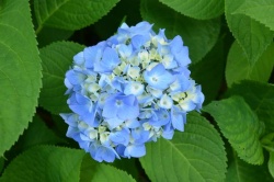 Če želite modre cvetove, poskrbite, da bodo tla bolj kisla. (Shutterstock)